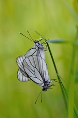 Black-veined white butterfly