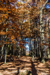 Fototapeta na wymiar Herbstwald mit Laubbäumen