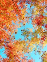 Obraz na płótnie Canvas season of fall