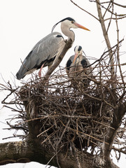 Two grey herons standing in their nest