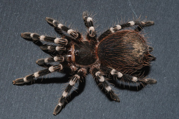 Bird spider
