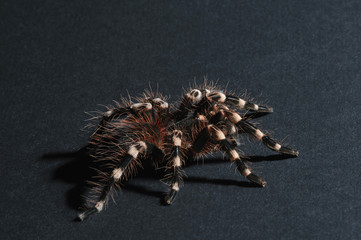 Bird spider