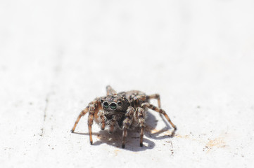 spider jumper