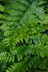 Fern in forest.