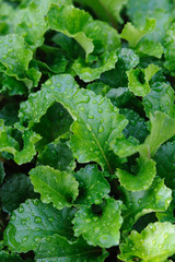 Fototapeta premium Green leaves.