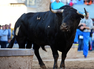 spanish bull