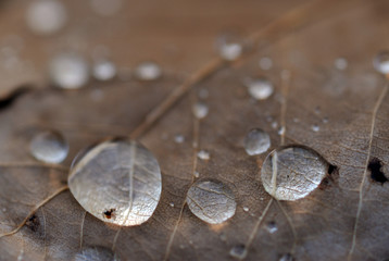 Autumn leaf close up.