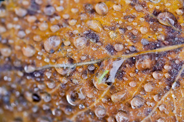 Autumn leaf close up.