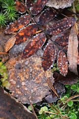 Autumn leafs close up.