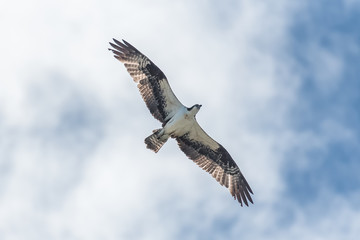 Western osprey flying in blue sky, trying to catch a fish
