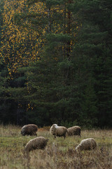 Obraz premium grazing sheeps