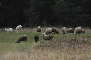 grazing sheeps and goats
