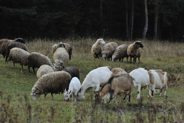 grazing sheeps and goats