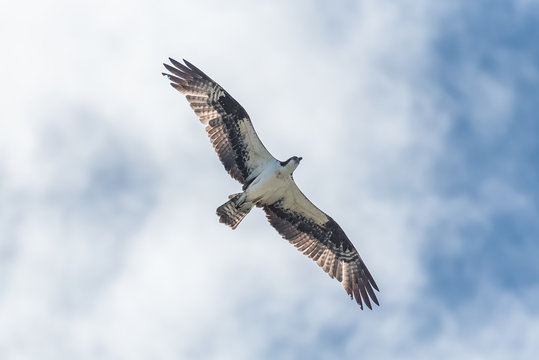 Western osprey flying in blue sky, trying to catch a fish
