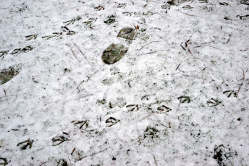 Spuren im Schnee  / Schuhabdrücke sowie Fußabdrücke von Vögeln auf der dünnen Schneedecke einer Wiese.