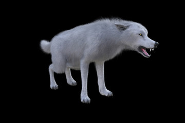 3D rendering of a white wolf isolated on white background