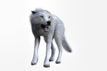 3D rendering of a white wolf isolated on white background