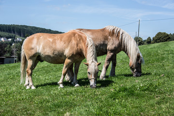 Obraz na płótnie Canvas Pferde auf der Weide