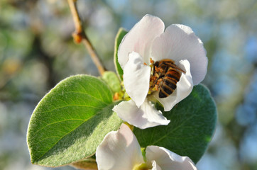The bee is hid in the flower apple