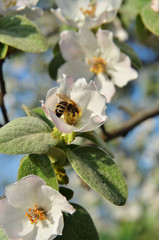 The bee sits on the inflorescence of the tree