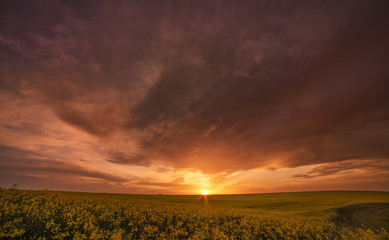 Sunset clouds in rape field