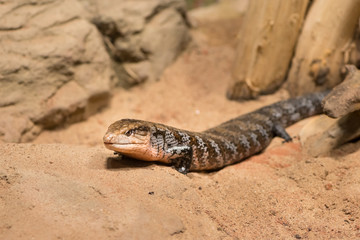 A blue tongued australian lizard in a zoo