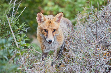 Close portrait of a red fox in nature