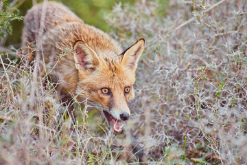 Naklejka na ściany i meble Close portrait of a red fox in nature