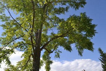  tree and sky with sun