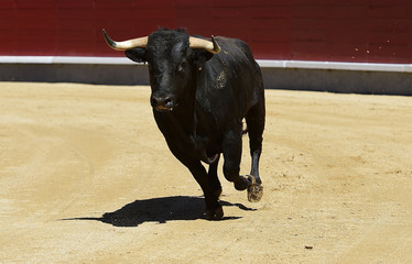 spanish bull