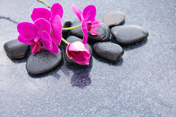 Obraz na płótnie Canvas Pnk orchids and black stones close up.
