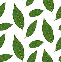 Seamless pattern with diffenbachia plants, green leaves cute wallpaper. Vector elegant print isolated on white background