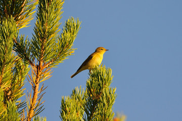 Gelbspötter (Hippolais icterina) 