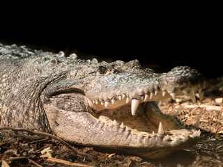 A Morlets crocodile in an austrian zoo