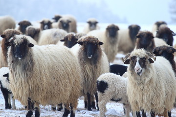 Sheep herd in winter