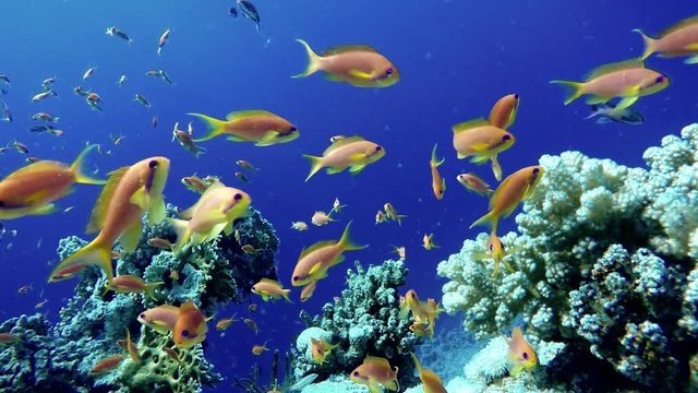 Reef and beautiful fish. Underwater life in the ocean. Tropical fish. 
