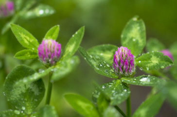 Meadow clover with drops of water after the rain on the leaves against the backdrop of wild grass