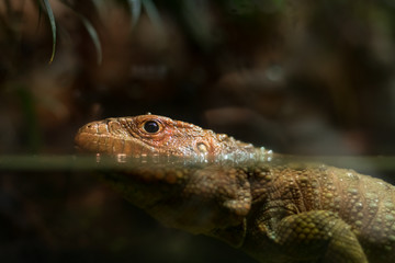 A portrait of a salomon island skink