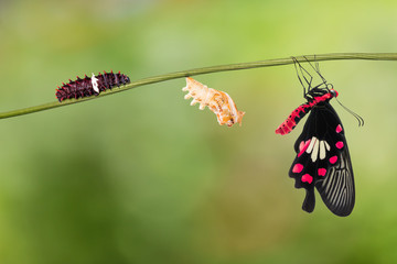 Cycle de vie du papillon Rose commune (Pachliopta aristolochiae)