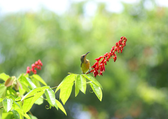 yellow bird and red flower