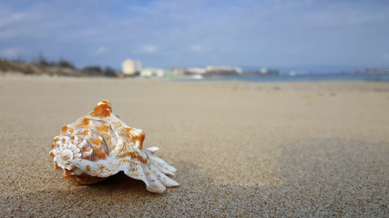 Fototapeta na wymiar Spiral shell on a beautiful empty beach