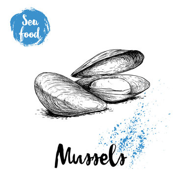 Hand drawn sketch style boiled fresh mussels. Seafood vector illustration poster for fish markets and restaurants menu.