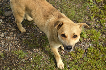Naklejka na ściany i meble yard stray dog looks up at the photographer's eyes, the concept of best friend, loyalty and faithfulness