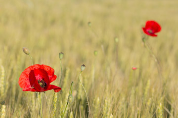 Fototapeta premium Two beautiful red poppies in a green wheat field in the summer, Dobrogea,Romania
