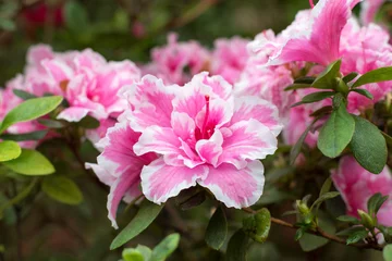 Photo sur Plexiglas Azalée Fleur d& 39 azalée en fleurs