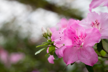 Azalea flower blooming