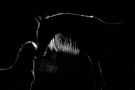 Silhouette horses against a black background. Backlight. Kiss Andaluz and the Little Pony