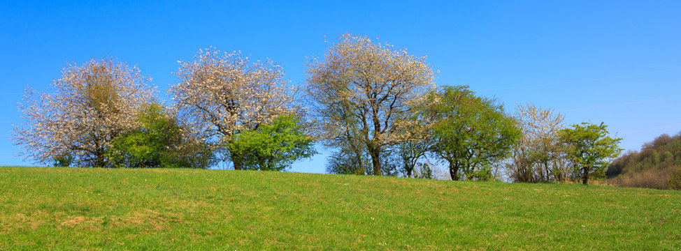 Flowering trees on meadow and blue sky.