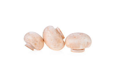 champignon  mushroom on white  background