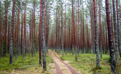 Latvian Forest